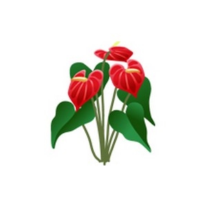 Anthurium